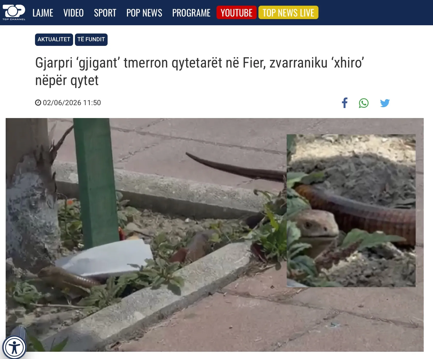 Pamje e zvarranikut në rrugët e Fierit, i njohur si bullar
