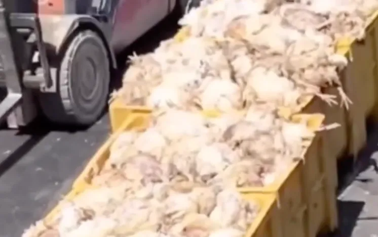 Pamje nga videoja me arka me pula të ngordhura gjatë një procesi asgjësimi